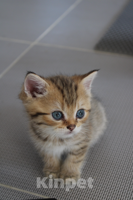 Кошки в Москве: очаровательный котенок шотландской породы Мальчик, 12 000 руб. - фото 3