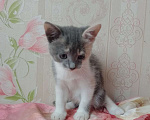 Кошки в Хабаровске: Ищут семью Девочка, 50 руб. - фото 1
