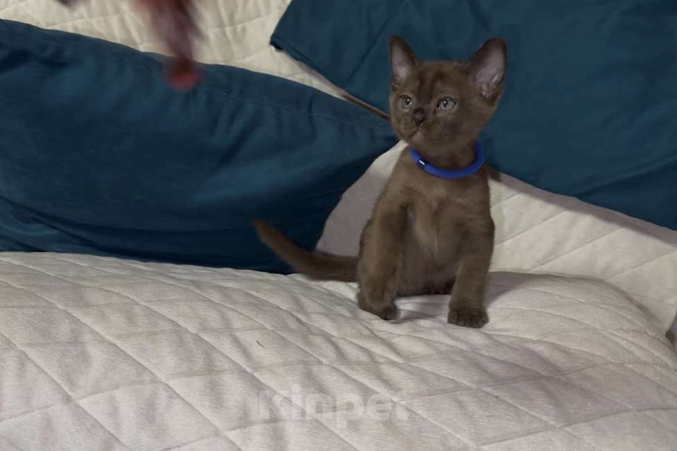 Кошки в Москве: Буми соболь Мальчик, 35 000 руб. - фото 7