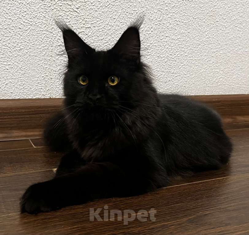 Кошки в Пятигорске: Питомник Affectionate miracle  Мальчик, Бесплатно - фото 2