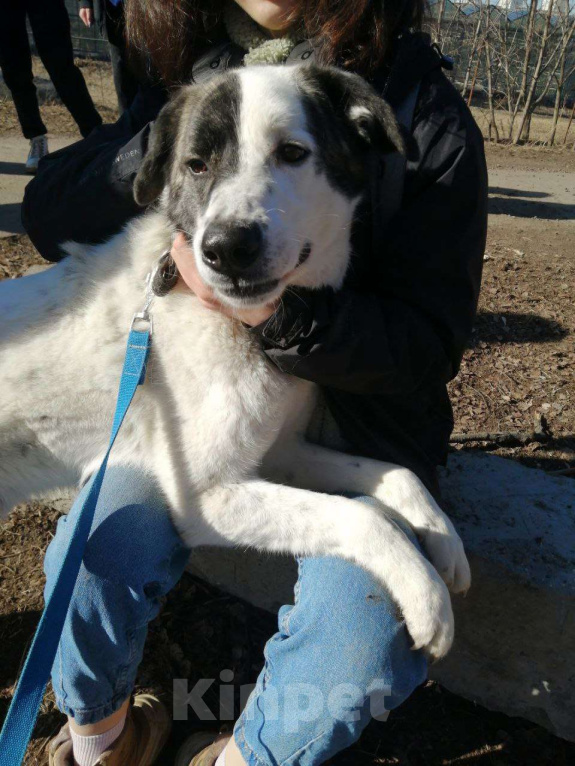Собаки в Москве: Добрейший Поттер в Хорошие ручки! Мальчик, Бесплатно - фото 2