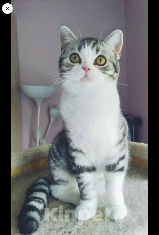 Кошки в Москве: Шотландский красавчик Мальчик, 8 000 руб. - фото 1