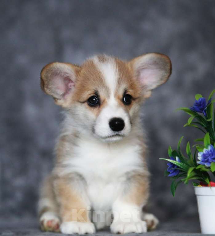 Собаки в Санкт-Петербурге: Племенной щенок из питомника Девочка, 60 000 руб. - фото 1