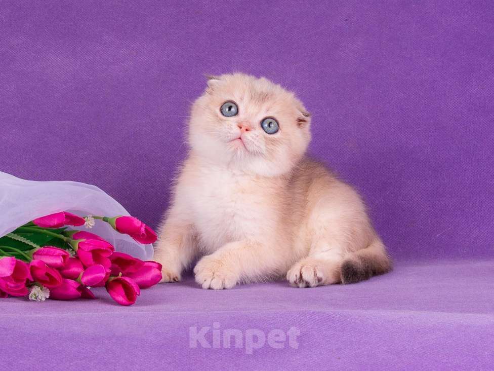 Кошки в Санкт-Петербурге: Голубое золото скоттиш-фолд Мальчик, Бесплатно - фото 1