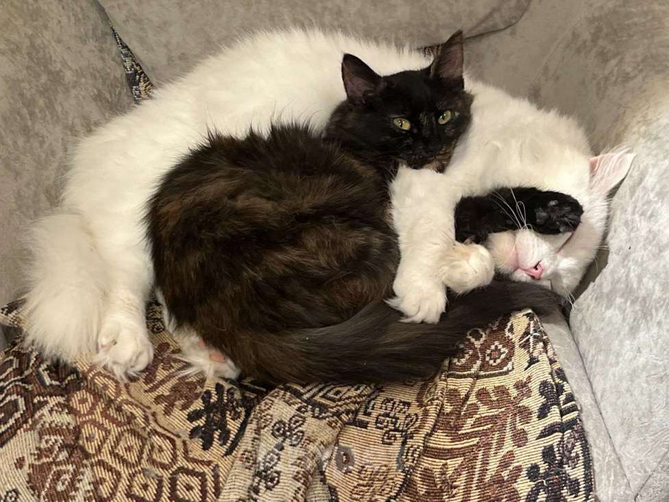 Кошки в Москве: Котенок Сильва в добрые руки, 7 мес. Девочка, Бесплатно - фото 2