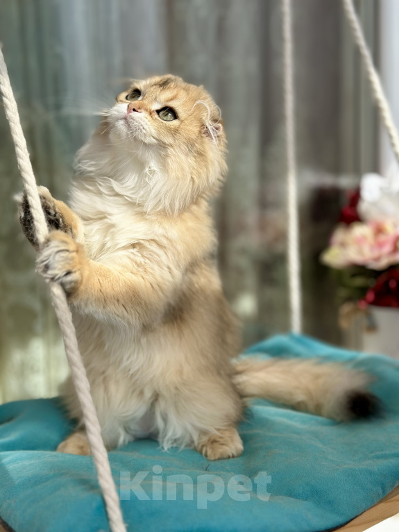 Кошки в Тюмени: Зеленоглазый длинношерстный шотландский лис😊 Мальчик, 25 000 руб. - фото 3