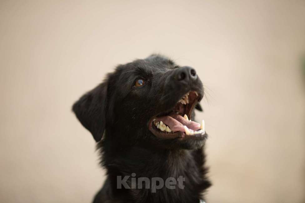 Собаки в Москве: Найт Мальчик, Бесплатно - фото 1
