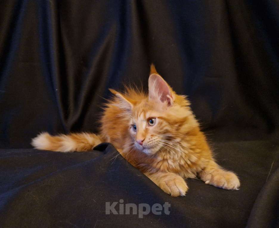 Кошки в Москве: Пресненские котята породы мейн-кун. Алиса Девочка, 40 000 руб. - фото 2