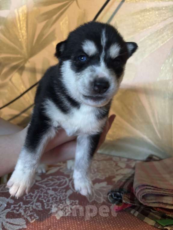 Собаки в Ярославле: Шенки сибирскикой хаски  Мальчик, 7 500 руб. - фото 3