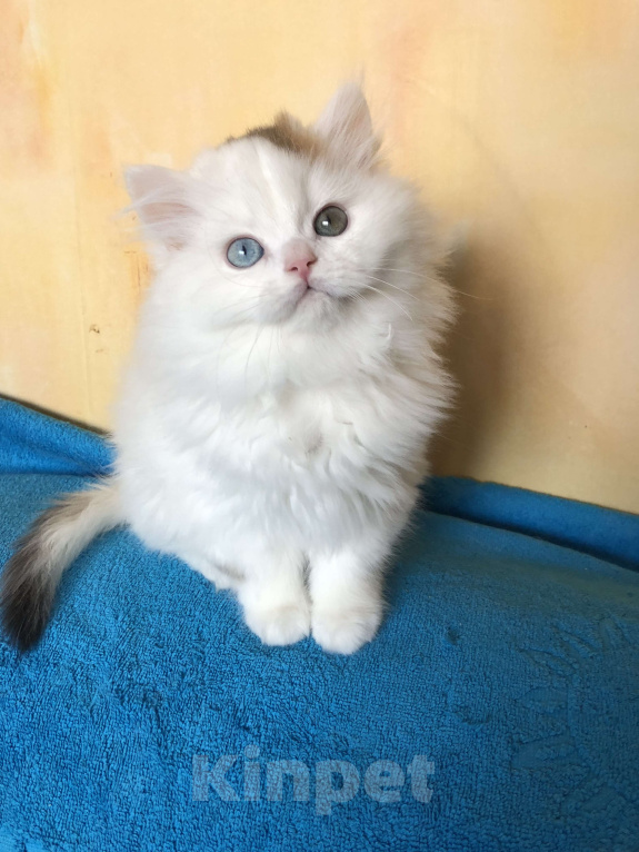 Кошки в Новосибирске: Шотландский котик Мальчик, 35 000 руб. - фото 1