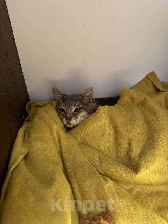 Кошки в Москве: Очень ласковый котик Вася ищет ПМЖ в Москве  Мальчик, Бесплатно - фото 2