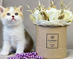 Кошки в Люберцах: Британский котенок Девочка, 25 000 руб. - фото 3