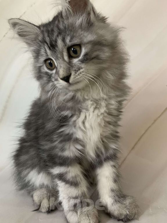 Кошки в Челябинске: Котенок курильский бобтейл Девочка, 35 000 руб. - фото 1