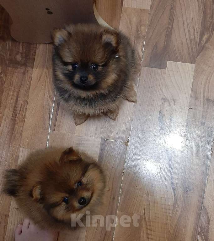 Собаки в Пскове: Щенки померанского шпица  Девочка, 22 000 руб. - фото 3