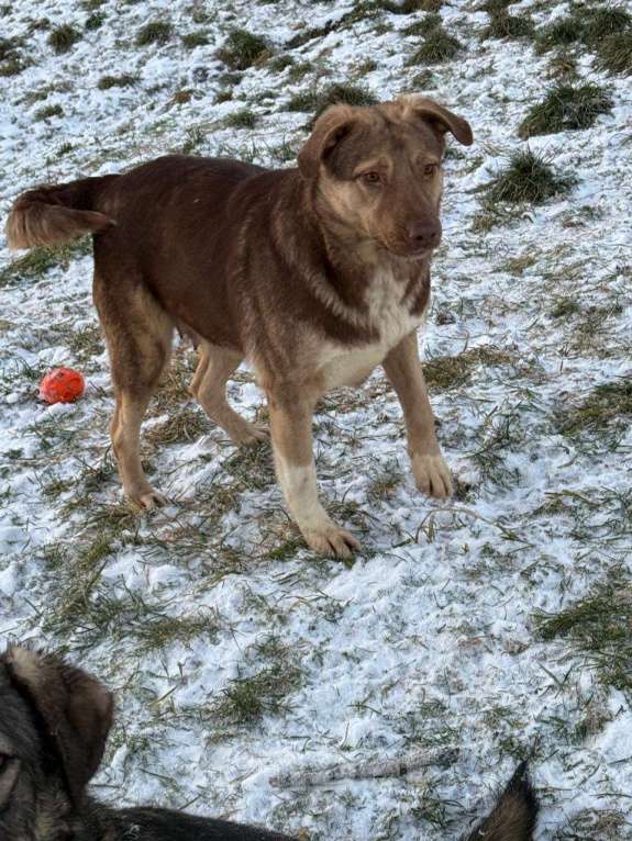 Собаки в других городах Владимирской области: Красивая и очень добрая собака в добрые руки бесплатно Девочка, Бесплатно - фото 5