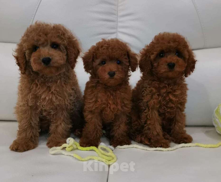 Собаки в Москве: Той пудель мальчик от китайского тедди Мальчик, 80 000 руб. - фото 3