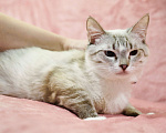 Кошки в Москве: Тайский котик Маффин в добрые руки  Мальчик, Бесплатно - фото 4