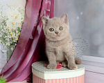 Кошки в Мурином: Британская кошечка окрас лиловый черепаховый Девочка, 30 000 руб. - фото 2