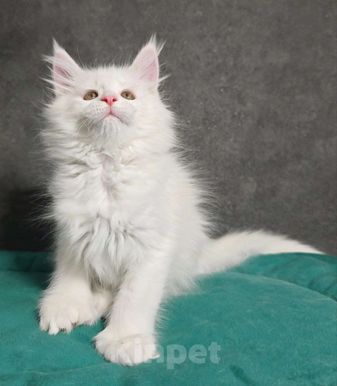 Кошки в Ульяновске: Белый полидакт мейн-кун Девочка, 60 000 руб. - фото 1