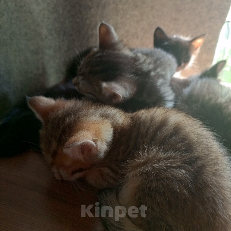 Кошки в Химках: В дар Разнополые, Бесплатно - фото 6