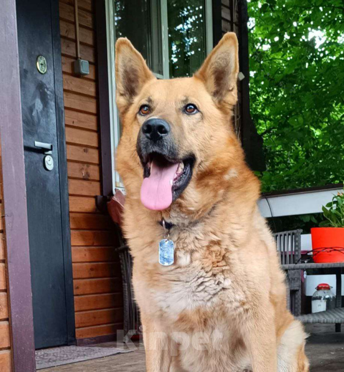 Собаки в Москве: Арчибальд ищет семью, 3 года, Привит, Кастрирован  Мальчик, Бесплатно - фото 8