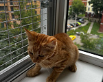Кошки в Москве: Котенок девочка ищет дом Девочка, Бесплатно - фото 8
