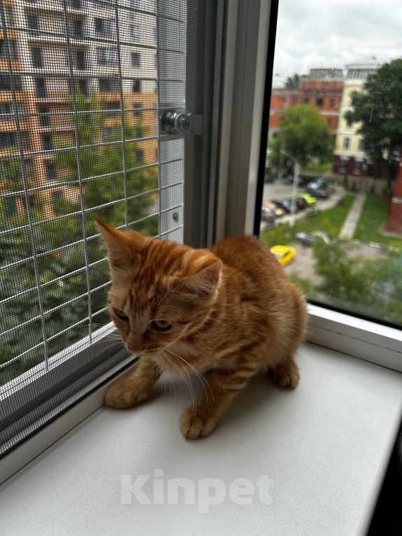 Кошки в Москве: Котенок девочка ищет дом Девочка, Бесплатно - фото 8