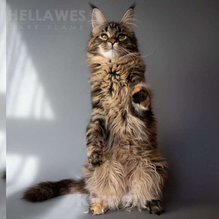 Кошки в других городах Воронежской области: Helavis Dark Flame Девочка, Бесплатно - фото 2