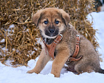 Собаки в Москве: щенок Лева в добрые руки Мальчик, Бесплатно - фото 3