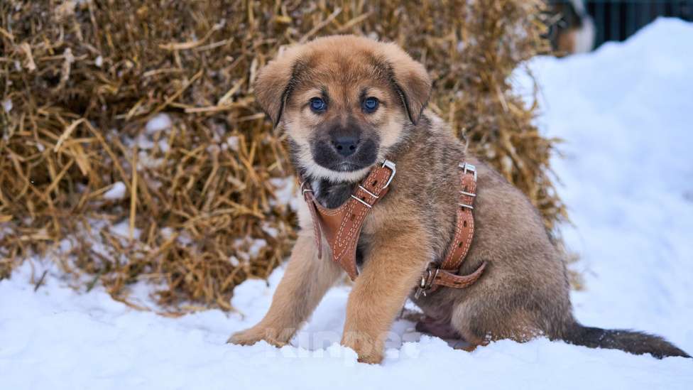 Собаки в Москве: щенок Лева в добрые руки Мальчик, Бесплатно - фото 3