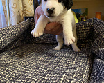 Собаки в Новосибирске: Продаются прекрасные щеночки Джек-Рассел-терьер😍 Мальчик, 20 000 руб. - фото 1