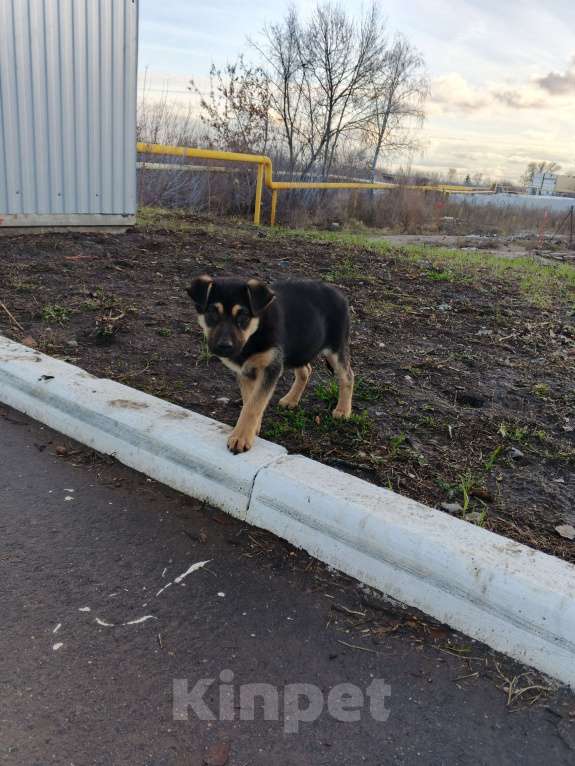 Собаки в Самаре: Отдам бесплатно  Девочка, Бесплатно - фото 6