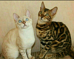 Кошки в Кохме: Котята бенгальской породы, 12 000 руб. - фото 4