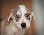 Собаки в Москве: Ищут дом 11 щенков — метисы той-терьера в дар, Бесплатно - фото 6