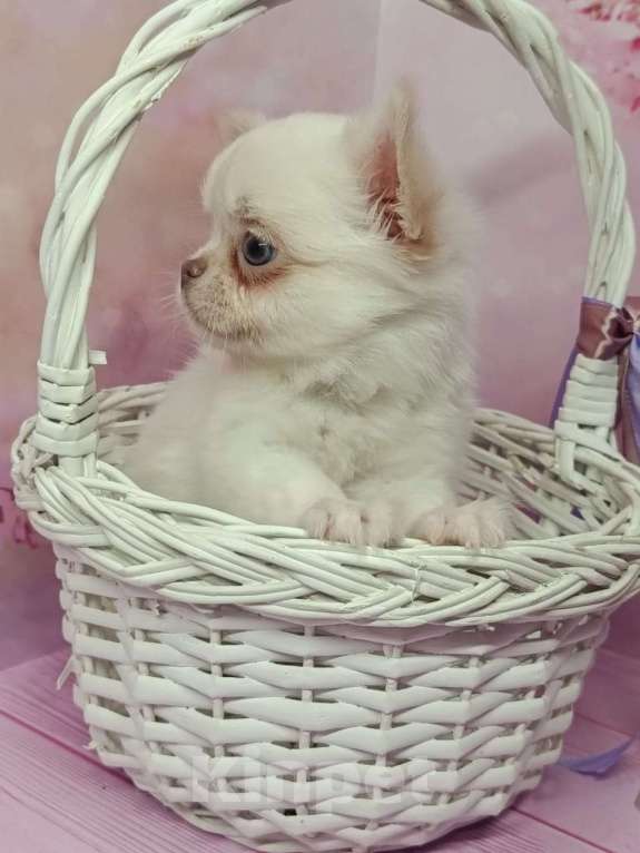 Собаки в других городах Московской области: Зефир Мальчик, 35 000 руб. - фото 2