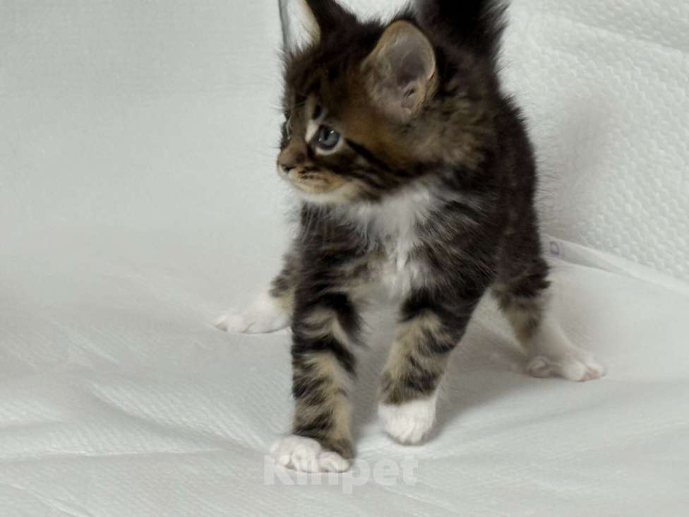 Кошки в Новосибирске: Открыто резервирование Мальчик, Бесплатно - фото 6