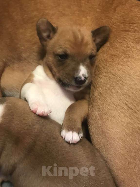 Собаки в Санкт-Петербурге: Щенки басенджи Мальчик, 75 000 руб. - фото 7