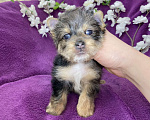 Собаки в Москве: Йорк с голубыми глазами крупный мальчик мерле Мальчик, 60 000 руб. - фото 2