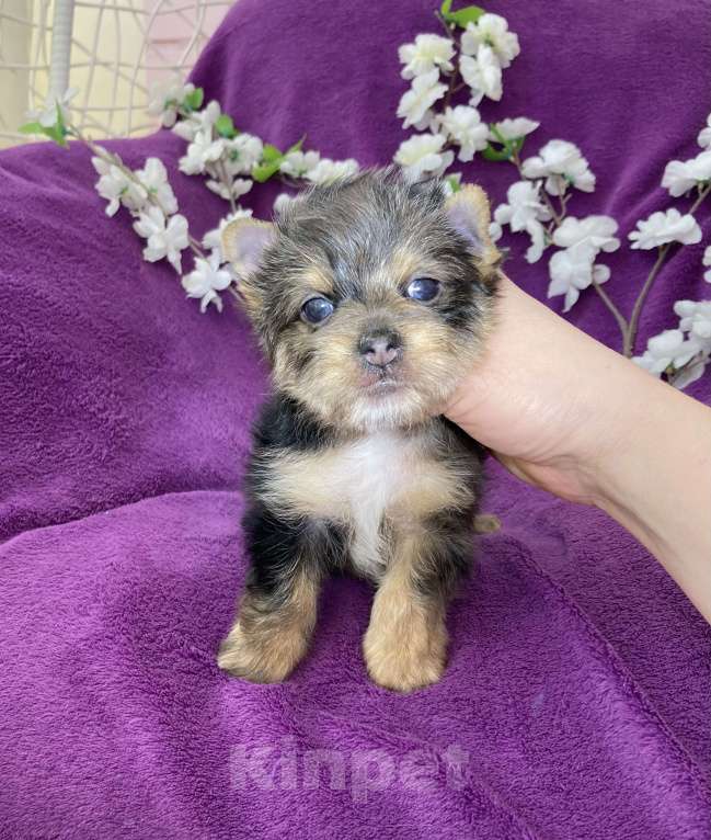 Собаки в Москве: Йорк с голубыми глазами крупный мальчик мерле Мальчик, 60 000 руб. - фото 2