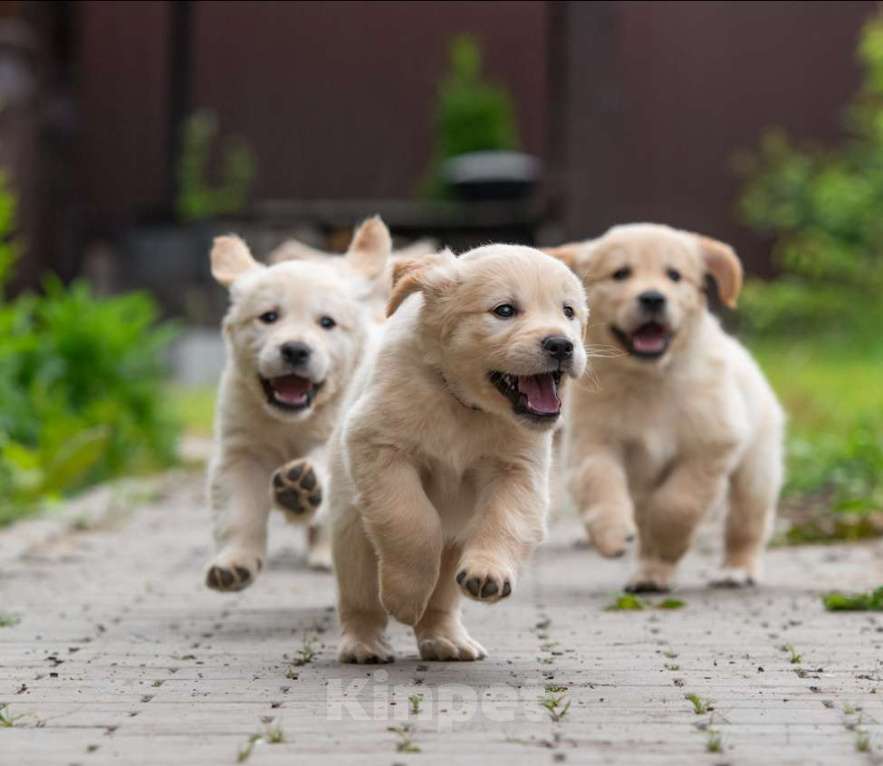 Собаки в Петрозаводске: Щенок Золотистого ретривера  Мальчик, 80 000 руб. - фото 2