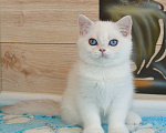 Кошки в Рыбинске: Британская голубоглазый мальчик 3 мес Мальчик, 25 000 руб. - фото 3