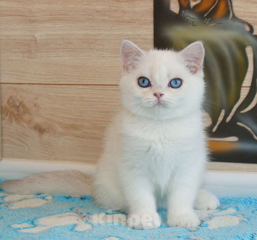 Кошки в Рыбинске: Британская голубоглазый мальчик 3 мес Мальчик, 25 000 руб. - фото 3