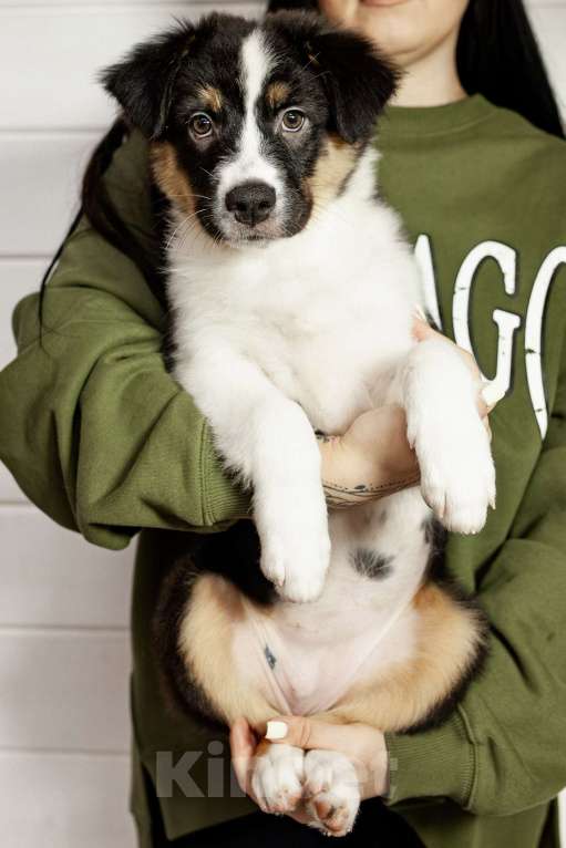 Собаки в других городах Московской области: Щенки Австралийской овчарки Девочка, 65 000 руб. - фото 3