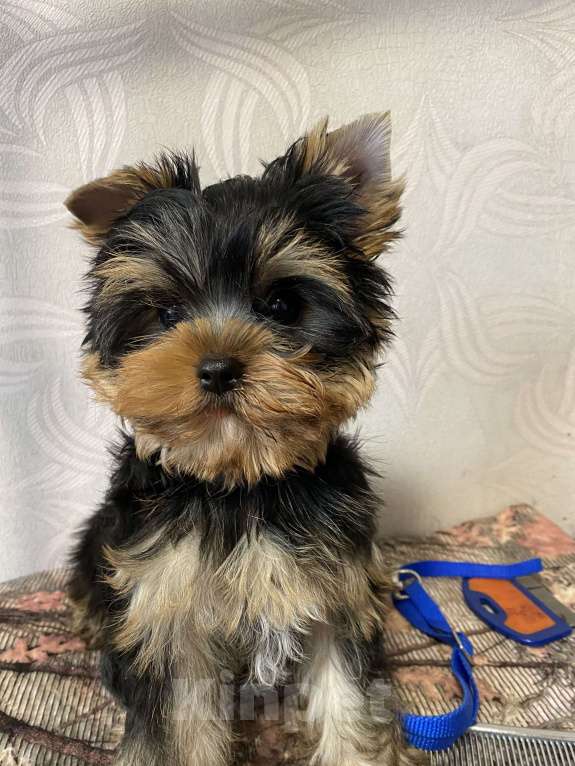 Собаки в Москве: Щенков йоркширского терьера Мальчик, Бесплатно - фото 2