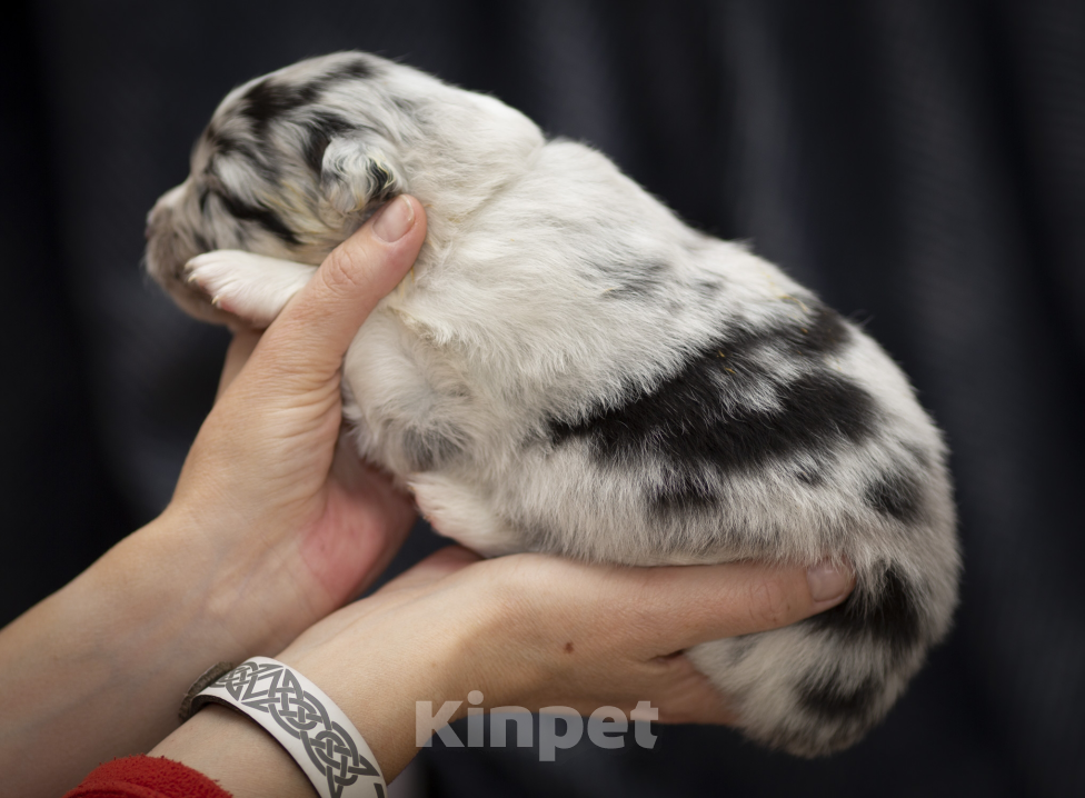 Собаки в Воронеже: Австралийская овчарка щенок девочка Девочка, 80 000 руб. - фото 3
