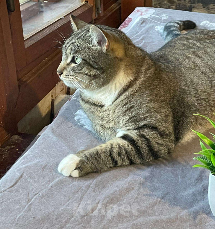 Кошки в Королеве: Котик Элвис ищет дом Мальчик, Бесплатно - фото 4