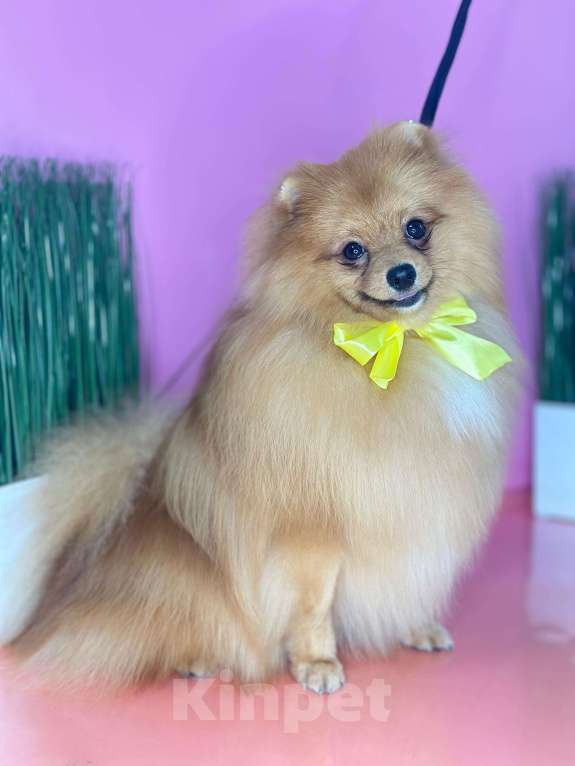 Собаки в Новосибирске: Вязка кобель, рыжий пушистый мальчик  Мальчик, Бесплатно - фото 1