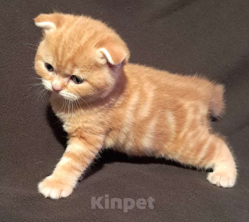 Кошки в Санкт-Петербурге: Шотландский котенок Мальчик, 30 000 руб. - фото 1