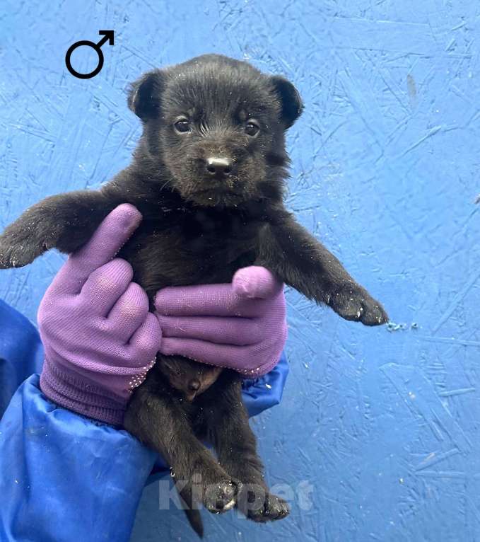 Собаки в Москве: Малышам нужен дом Мальчик, Бесплатно - фото 2