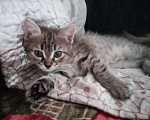 Кошки в Слюдянке: Отдам котят в добрые руки Девочка, Бесплатно - фото 1